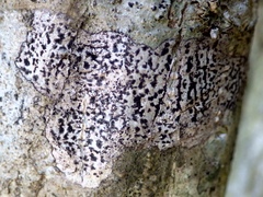 Arthonia radiata