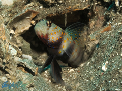 Amblyeleotris guttata