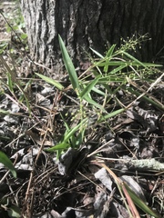 Dichanthelium sphaerocarpon