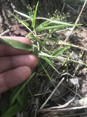 Dichanthelium sphaerocarpon