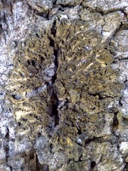 Leptogium brebissonii