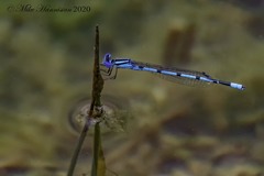 Enallagma doubledayi