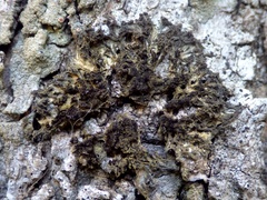 Leptogium brebissonii