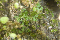 Mannia triandra