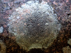 Lecanora campestris
