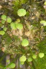 Mannia triandra