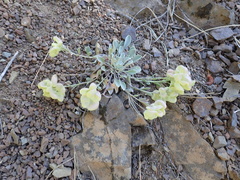 Physaria alpestris