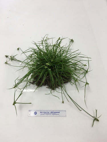 Cyperus sesquiflorus