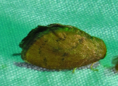 Heterogenea shurtleffi