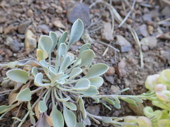 Physaria alpestris
