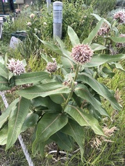 Asclepias speciosa
