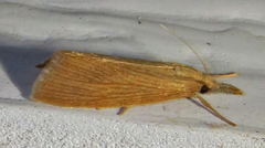 Diatraea