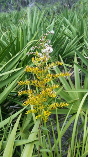 Solidago chapmanii, photograph 3