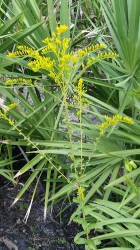 Solidago chapmanii, photograph 4