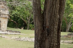 Melanerpes