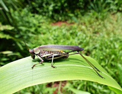 Enthephippion olivaceum