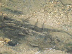 Campostoma spadiceum