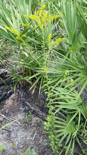 Solidago chapmanii, photograph 6