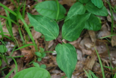 Trillium recurvatum