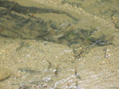 Campostoma spadiceum