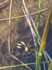 Potamogeton diversifolius