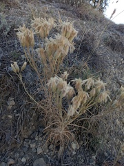 Jurinea stoechadifolia