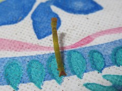 Cyclophora pendulinaria