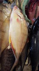 Gnathanodon speciosus