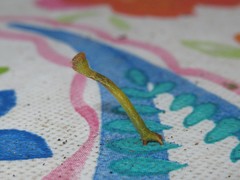 Cyclophora pendulinaria