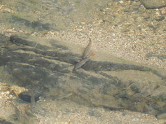 Campostoma spadiceum