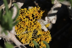 Dufourea inflata