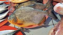 Piaractus brachypomus