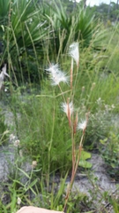 Andropogon longiberbis