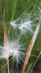Andropogon longiberbis