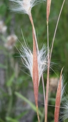 Andropogon longiberbis