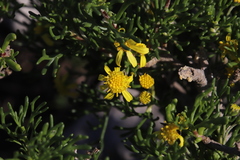 Euryops multifidus