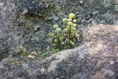 Mannia triandra