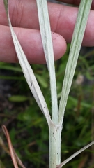 Andropogon longiberbis