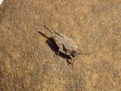 Paratettix cucullatus