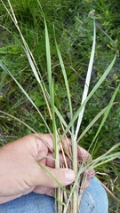 Andropogon longiberbis