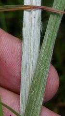 Andropogon longiberbis