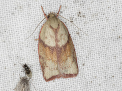 Euchaetis crypsichroa