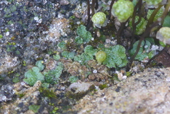 Mannia triandra