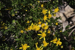 Euryops multifidus