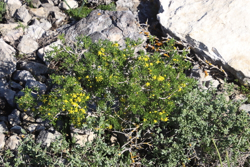 Image of Euryops multifidus by (c) Tony Rebelo, some rights reserved (CC BY-SA)