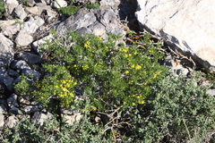 Euryops multifidus