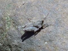 Paratettix cucullatus