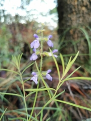 Salvia heterotricha