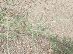 Centaurea stoebe australis
