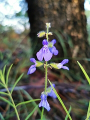 Salvia heterotricha